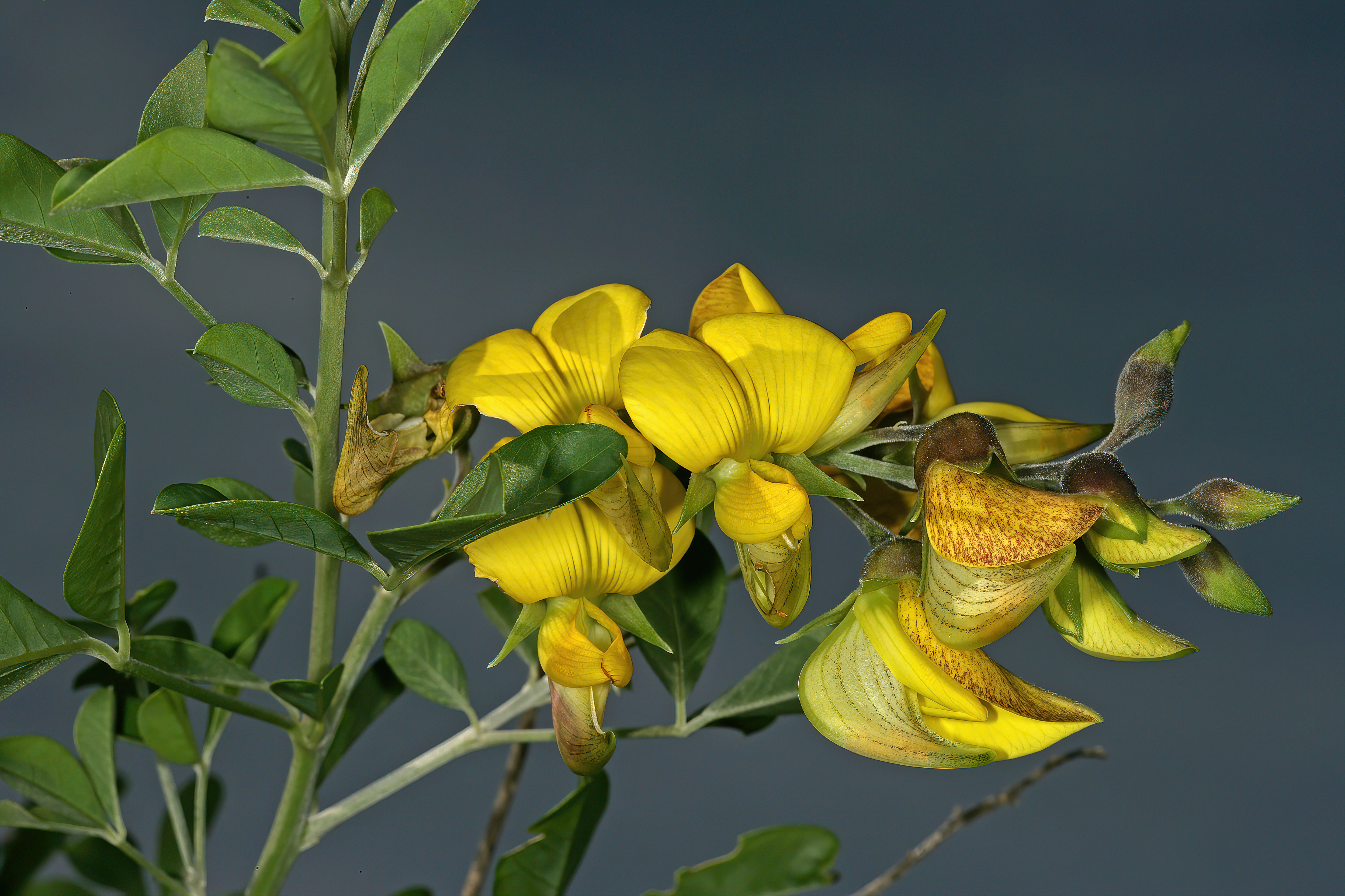 Crotalaria capensis