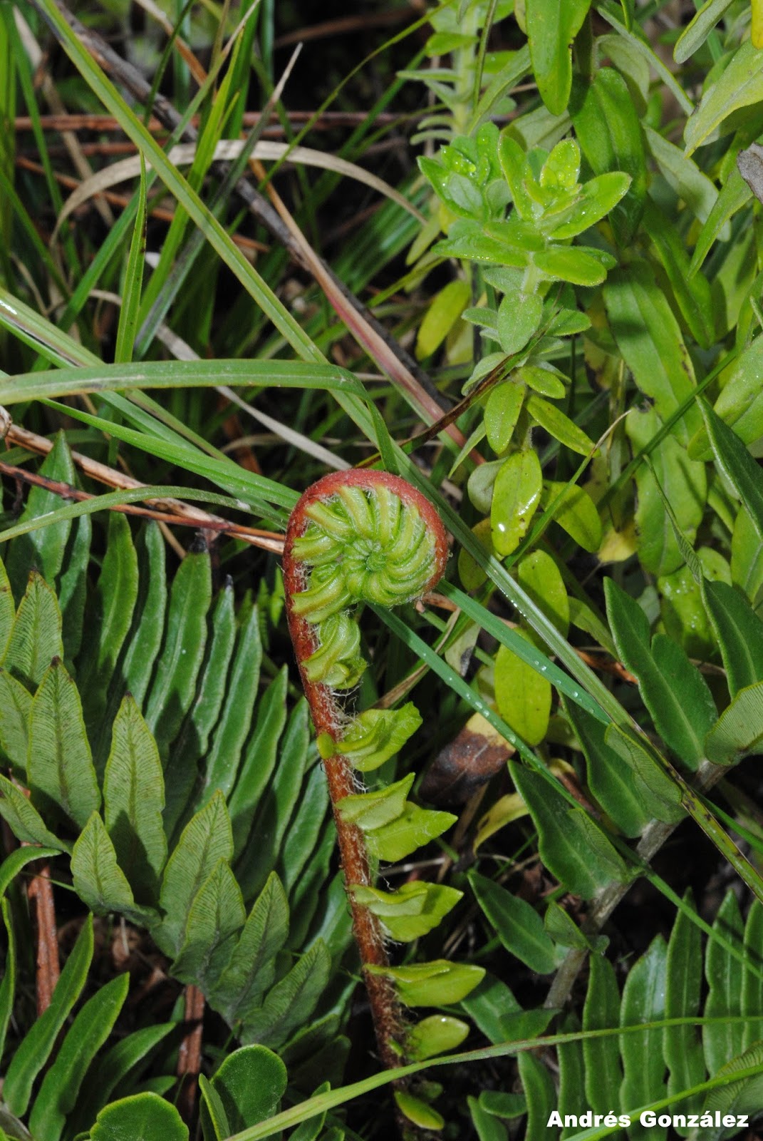 Blechnum tabulare