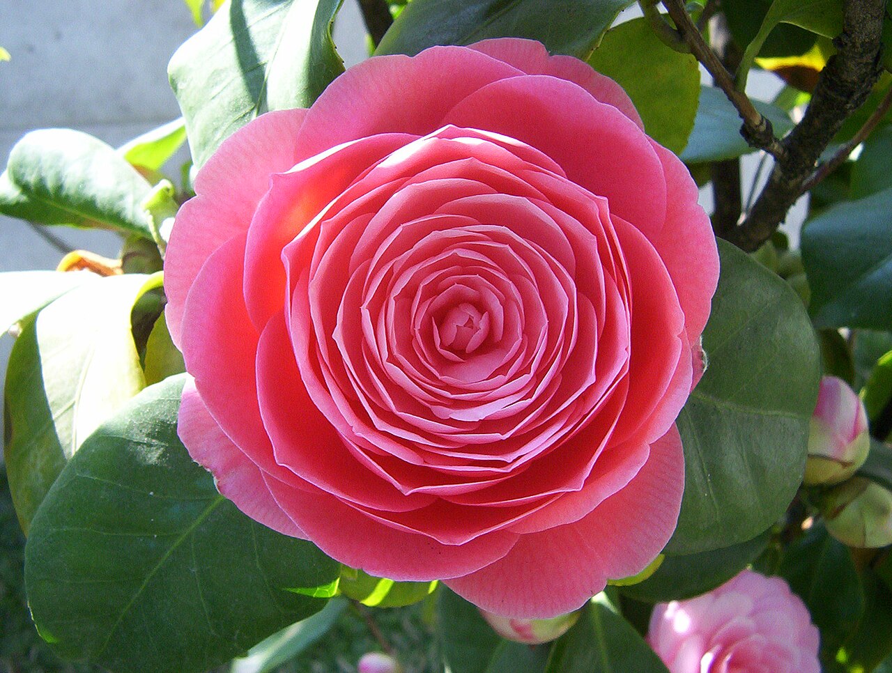 Camellia japonica rosa
