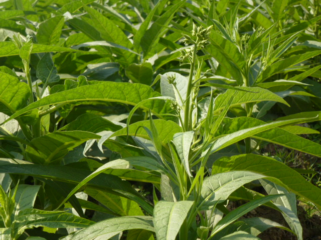 Aztec Rustica Tobacco
