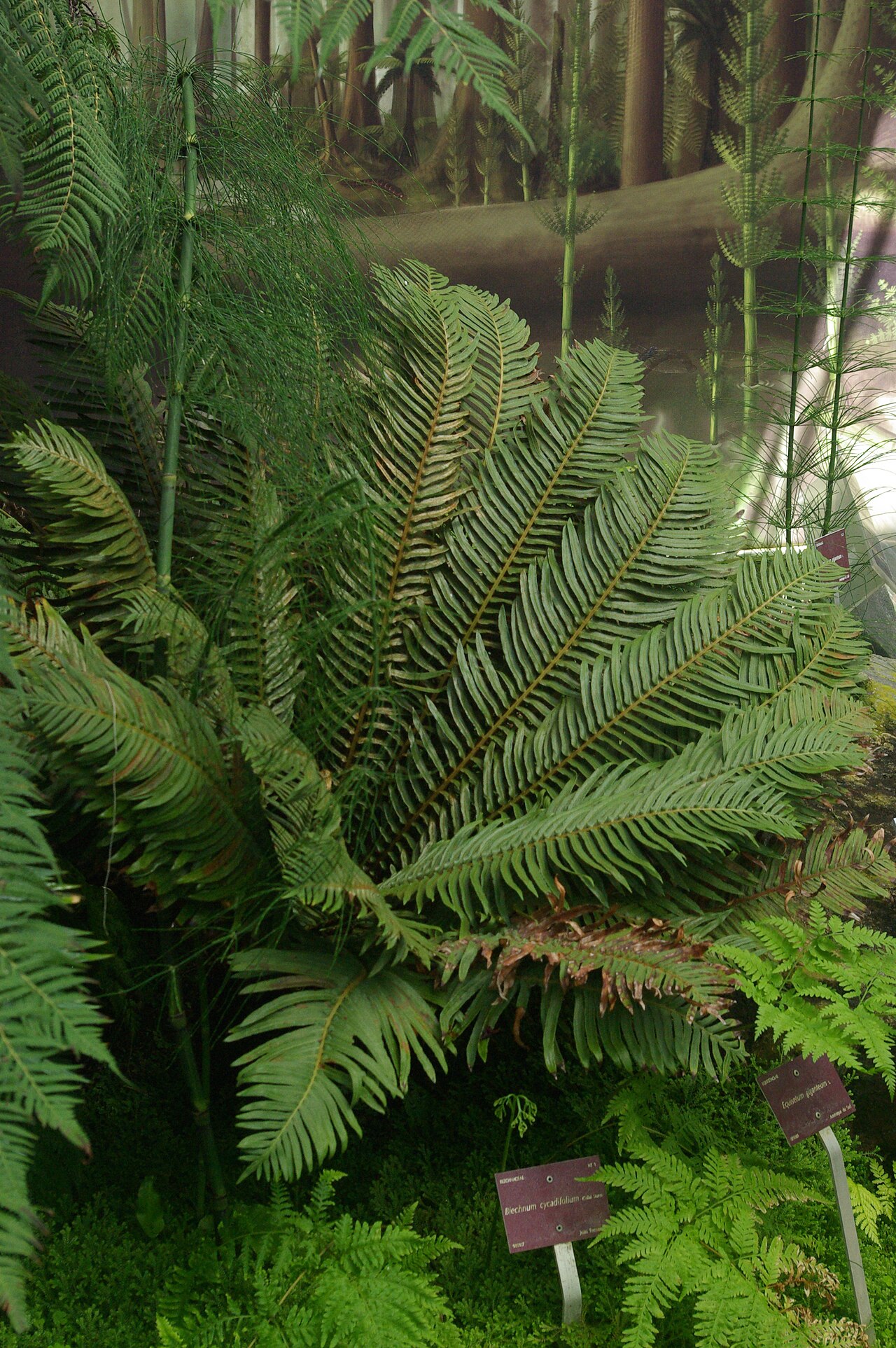 Blechnum cycadifolium