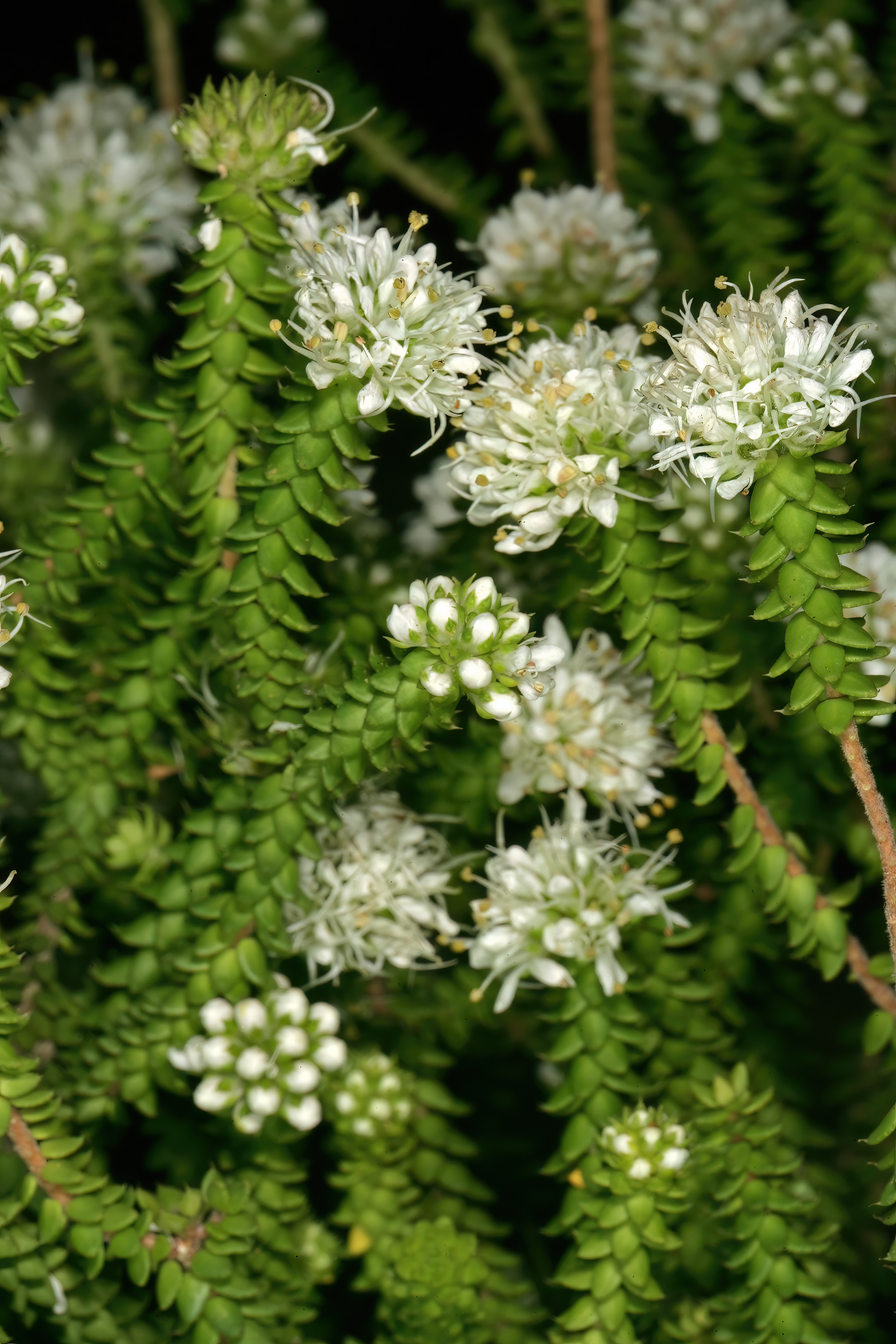 Agathosma apiculata
