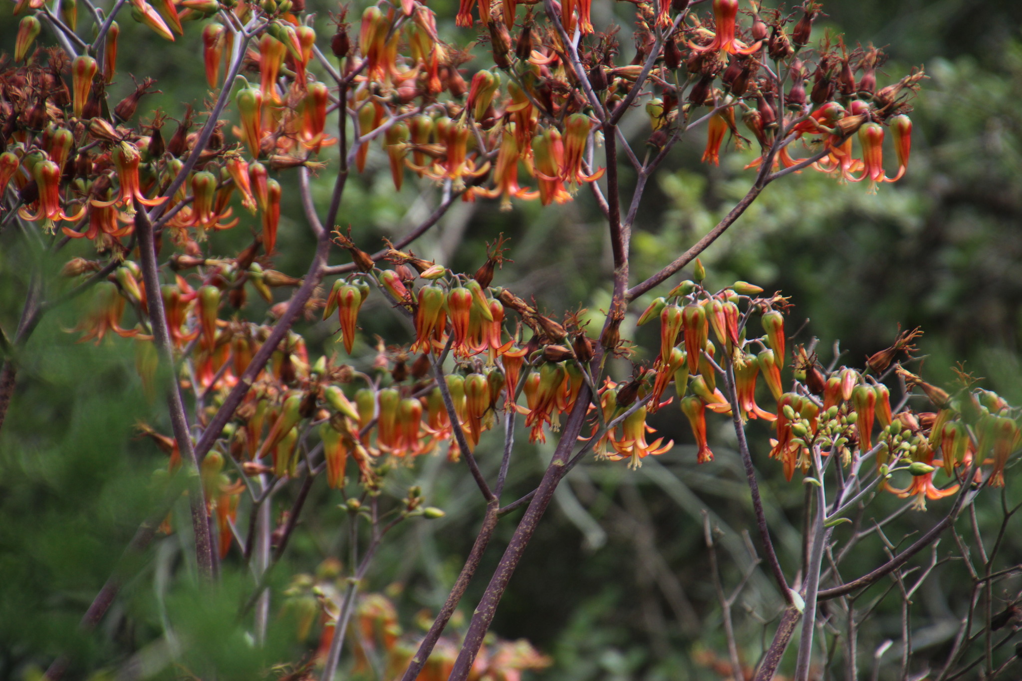 Cotyledon velutina