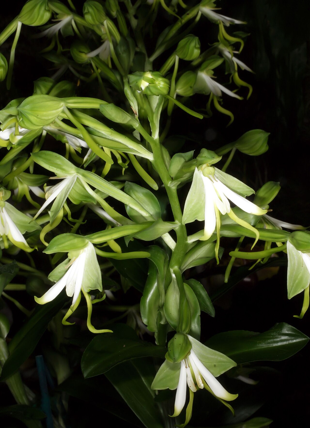 Bonatea speciosa