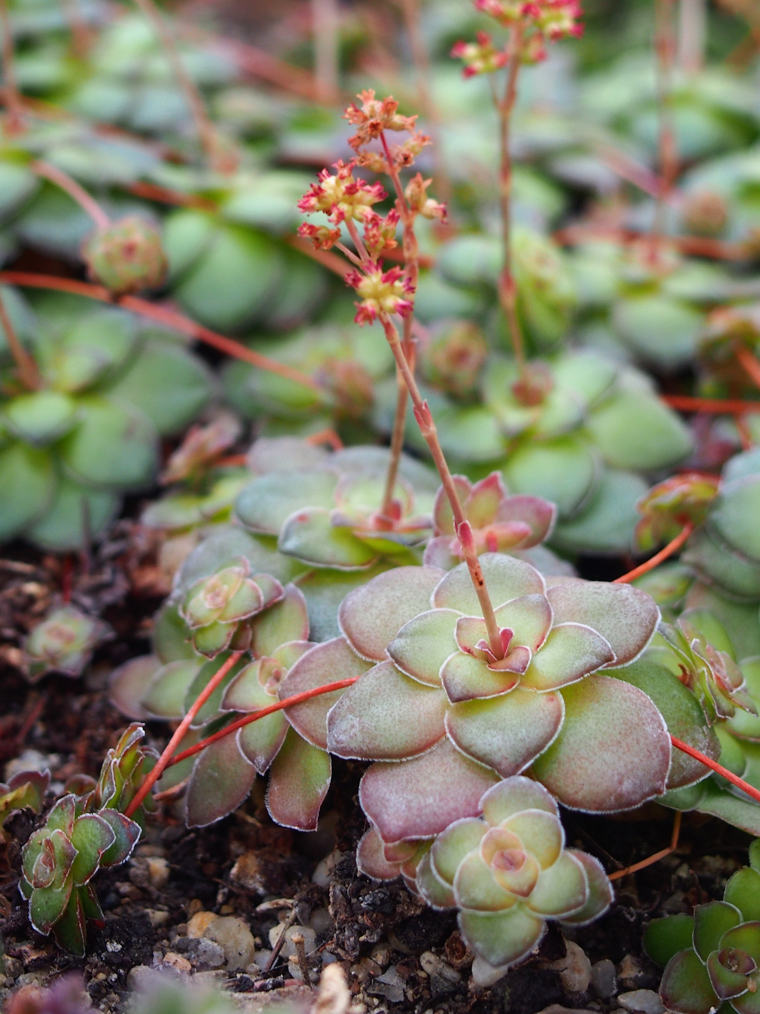 Crassula orbicularis