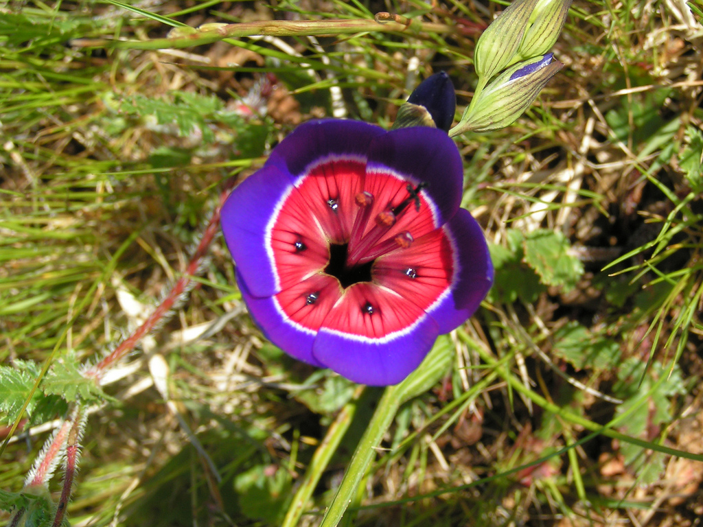 Geissorhiza radians