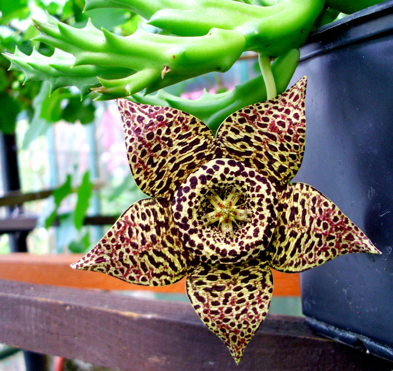 Ceropegia variegata