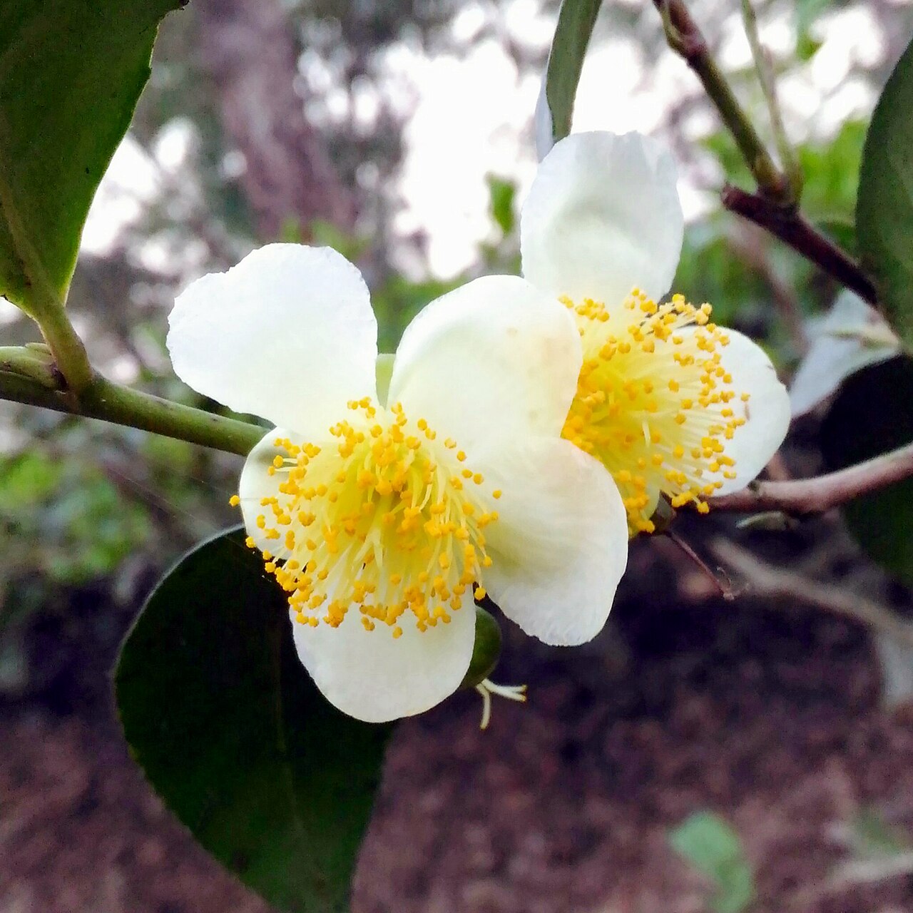 Camellia sinensis