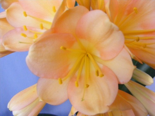 Clivia pale peach