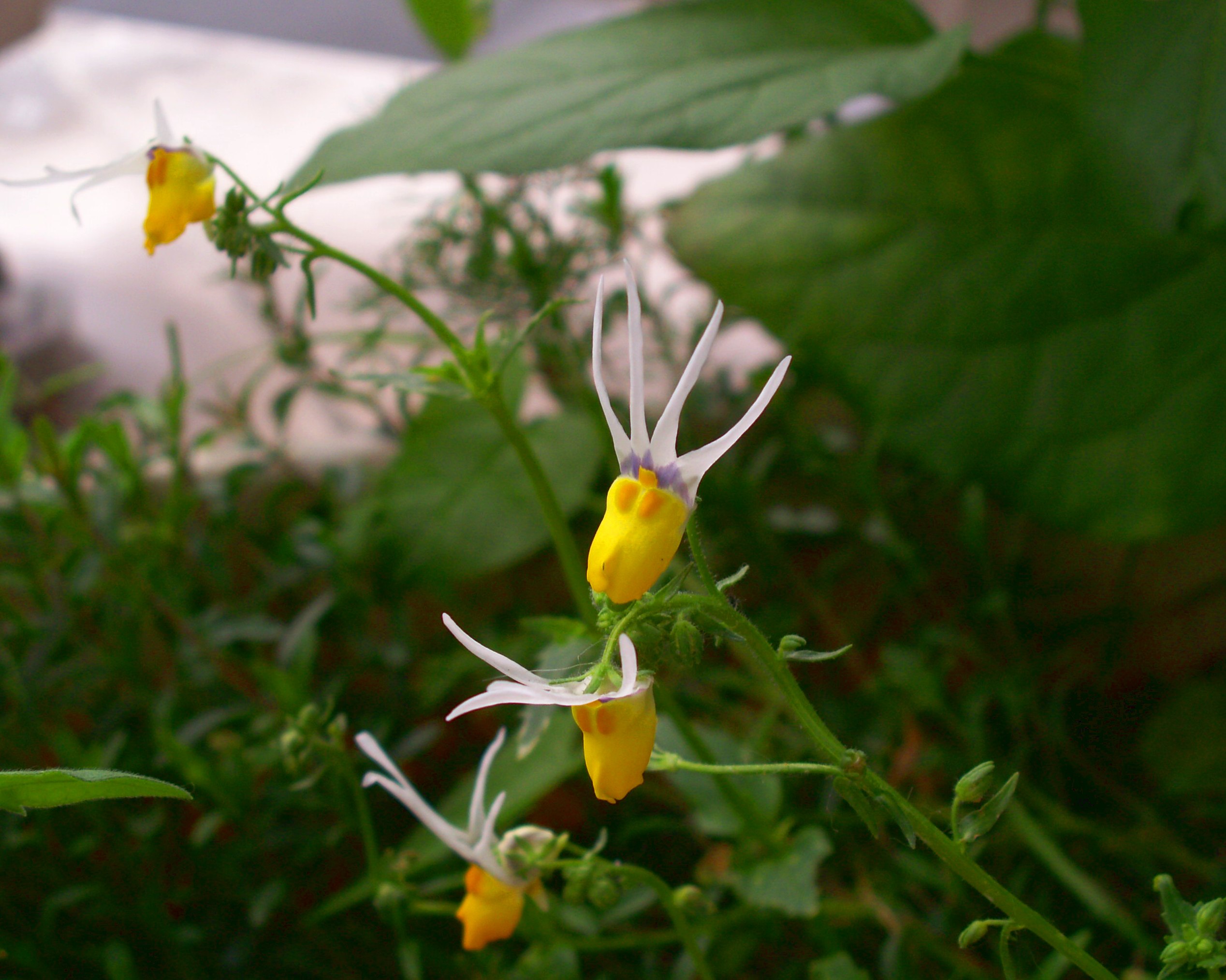 Nemesia cheiranthus