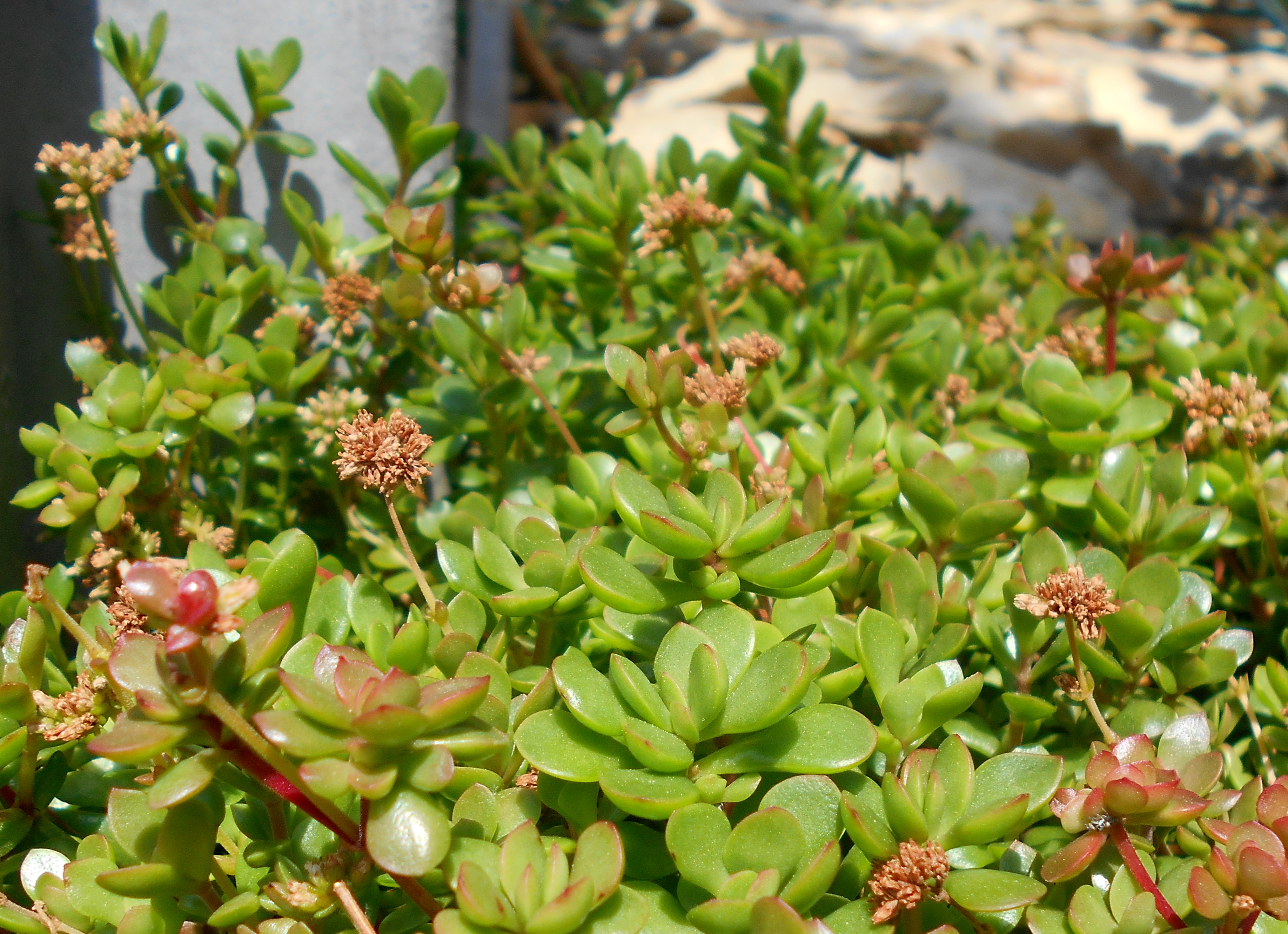 Crassula pubescens