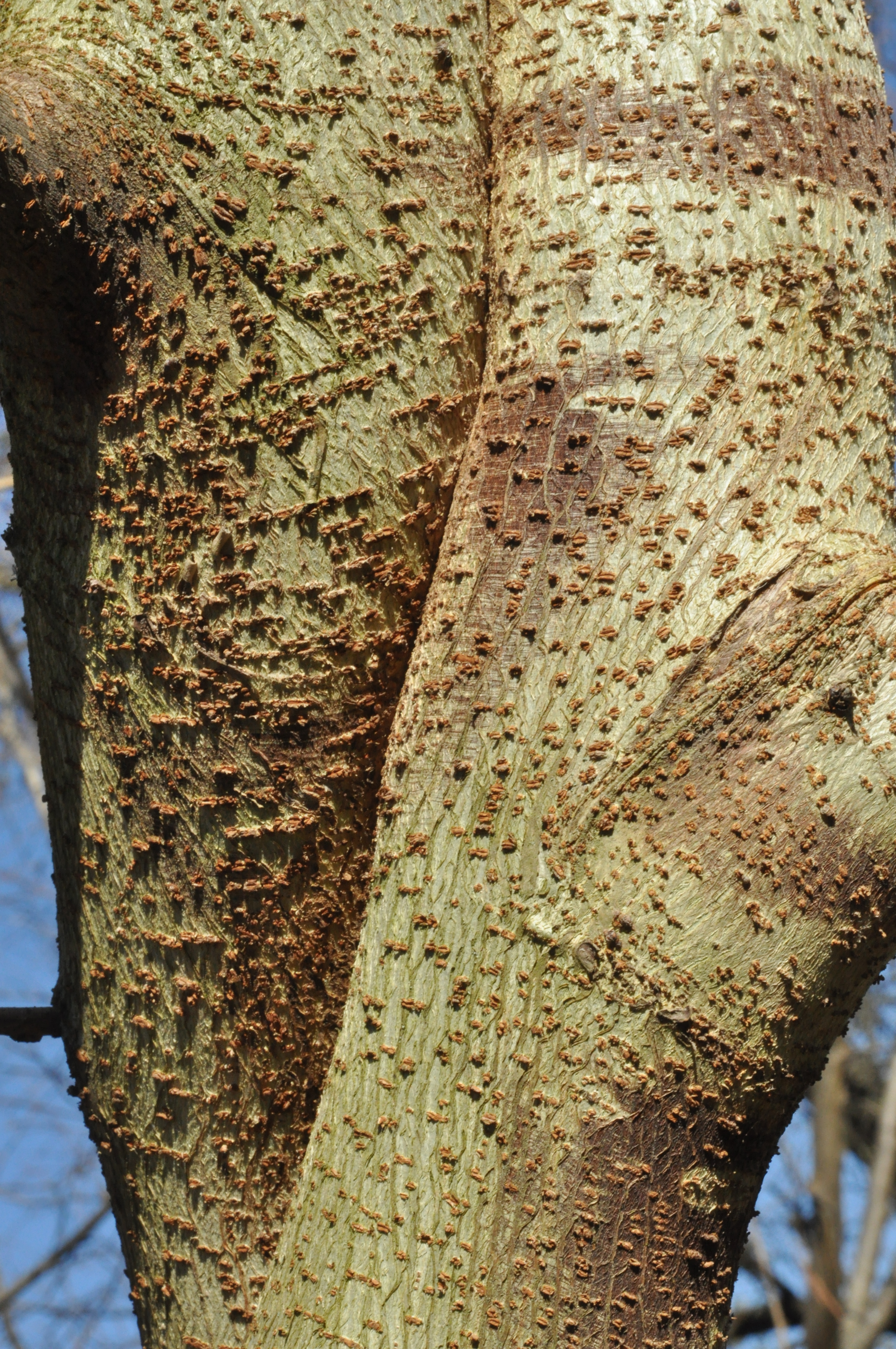 Broussonetia papyrifera