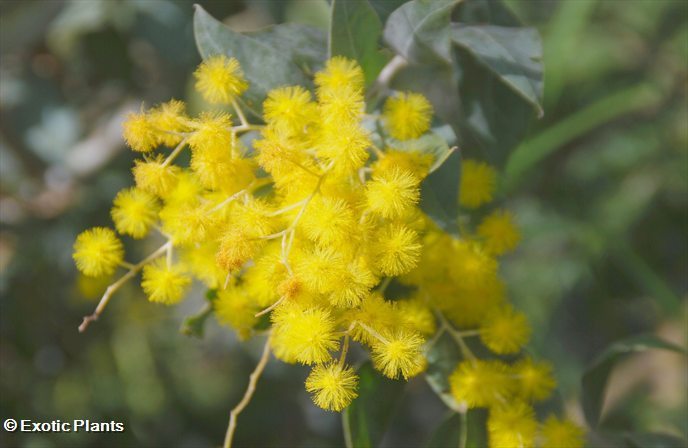 Acacia dealbata