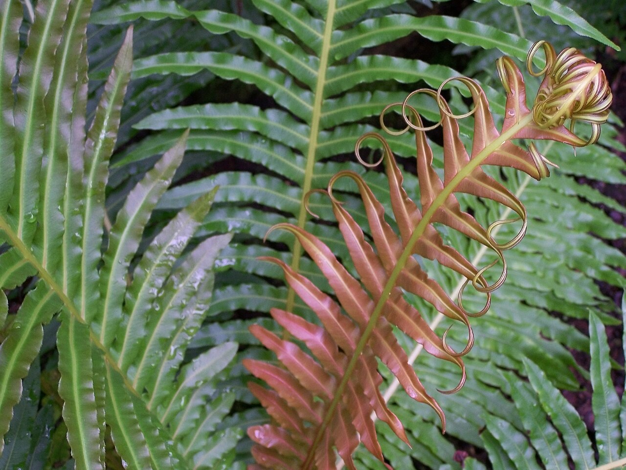 Blechnum brasiliense