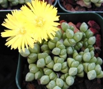 Cheiridopsis meyeri