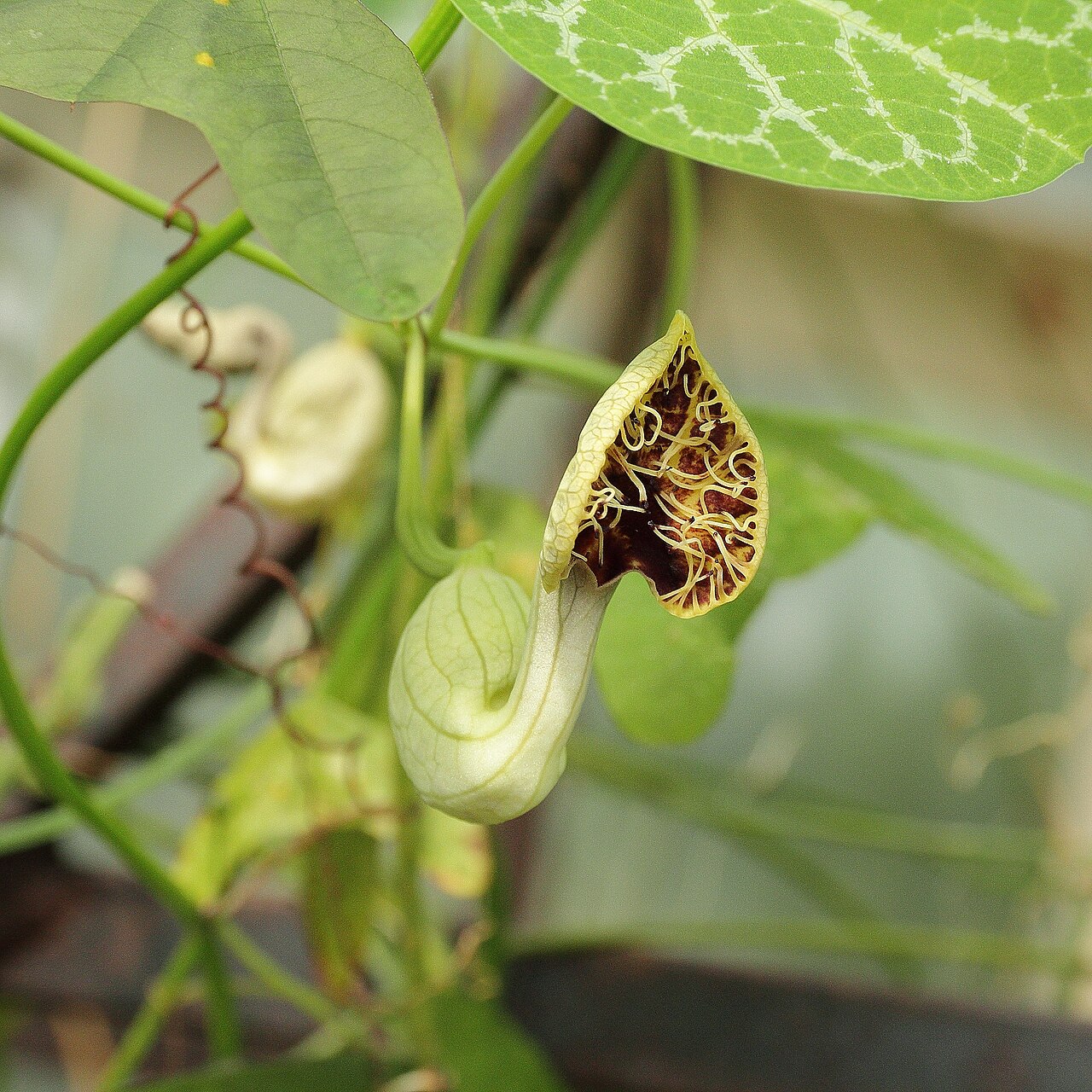 Aristolochia fimbriata