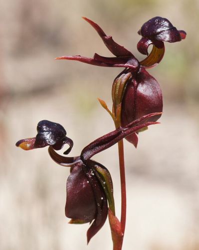 Caleana major black duck orchid