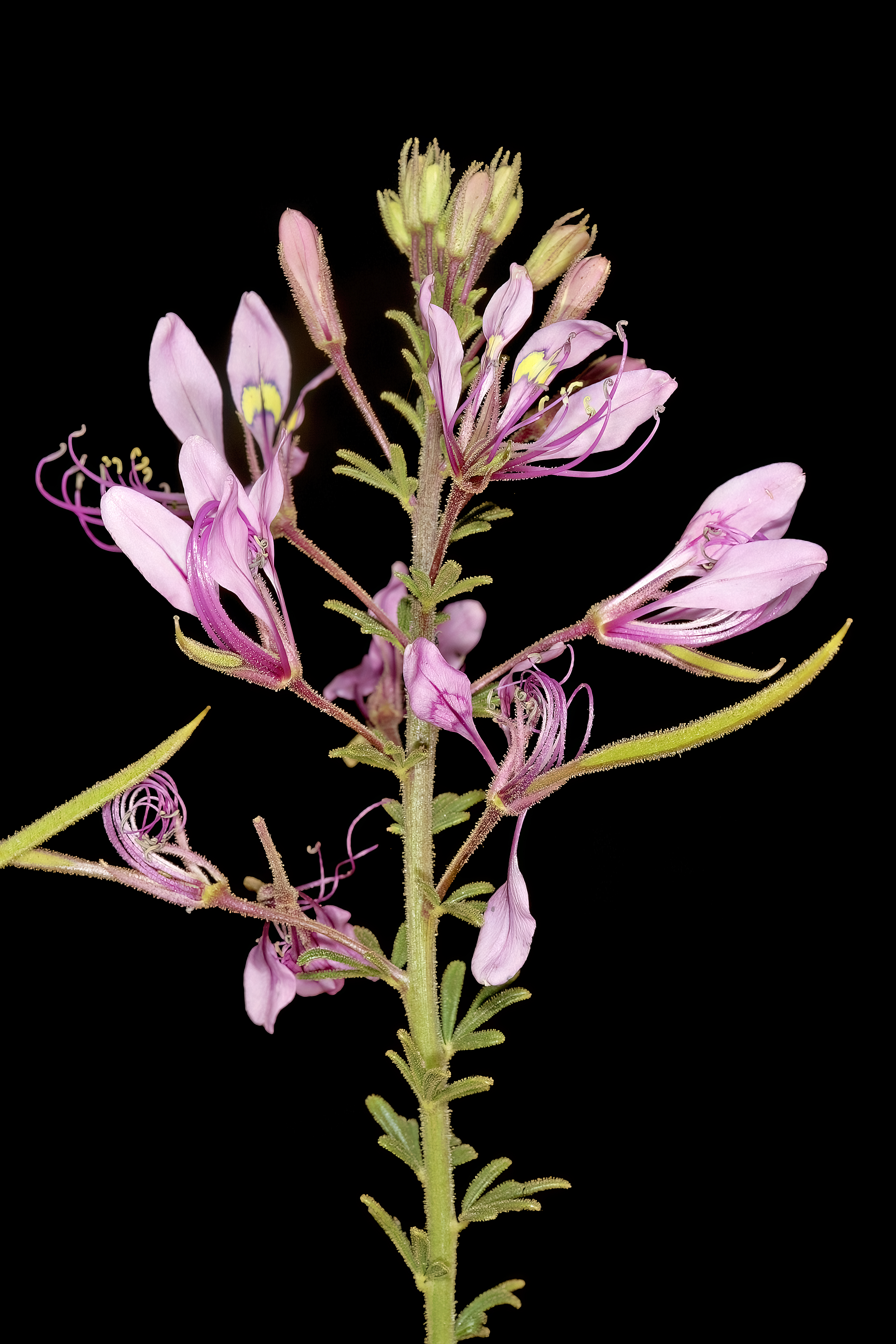 Cleome hirta