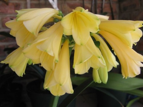 Clivia Caulescens Interspecific yellow
