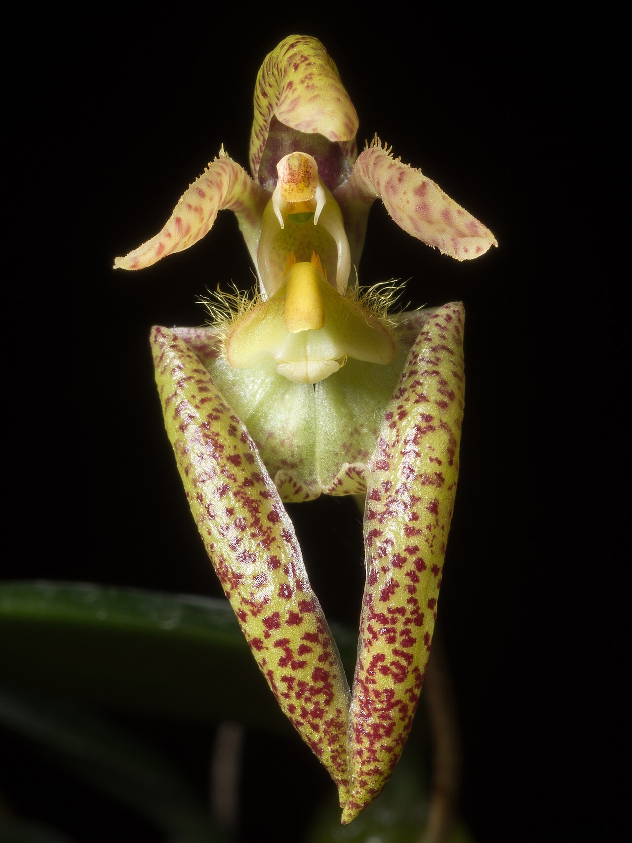 Bulbophyllum lasiochilum