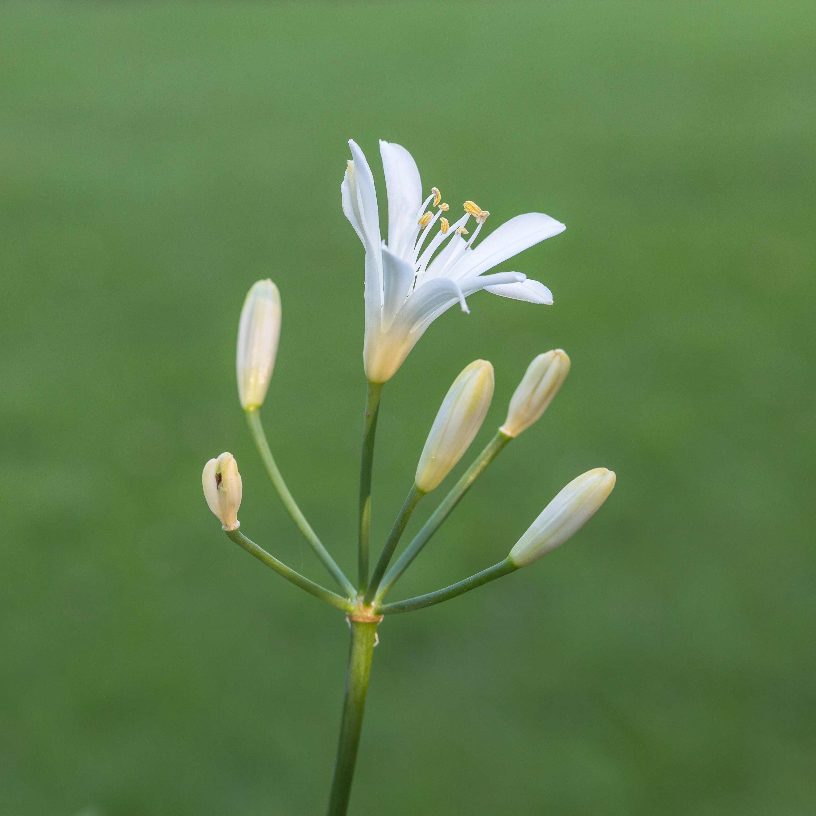 Agapanthus praecox dwarf white