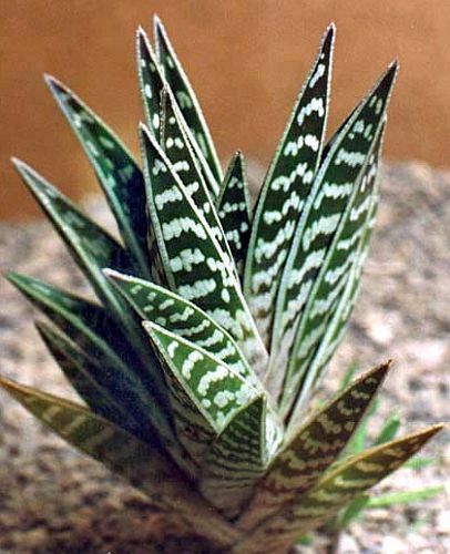 Aloe variegata