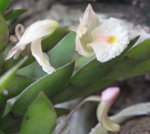 Dendrobium bilobulatum