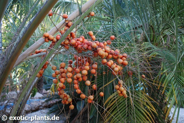 Butia capitata