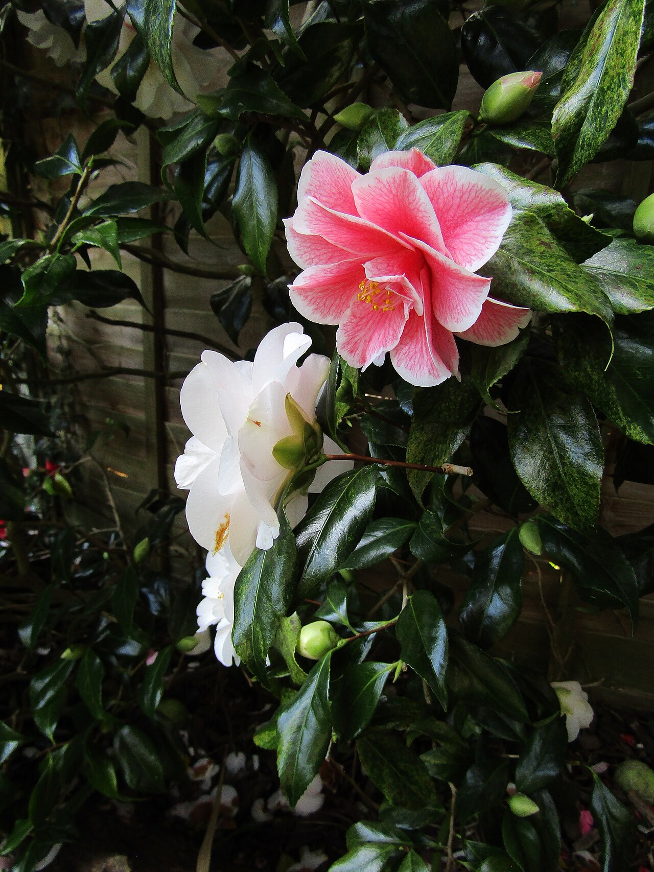 Camellia japonica red white