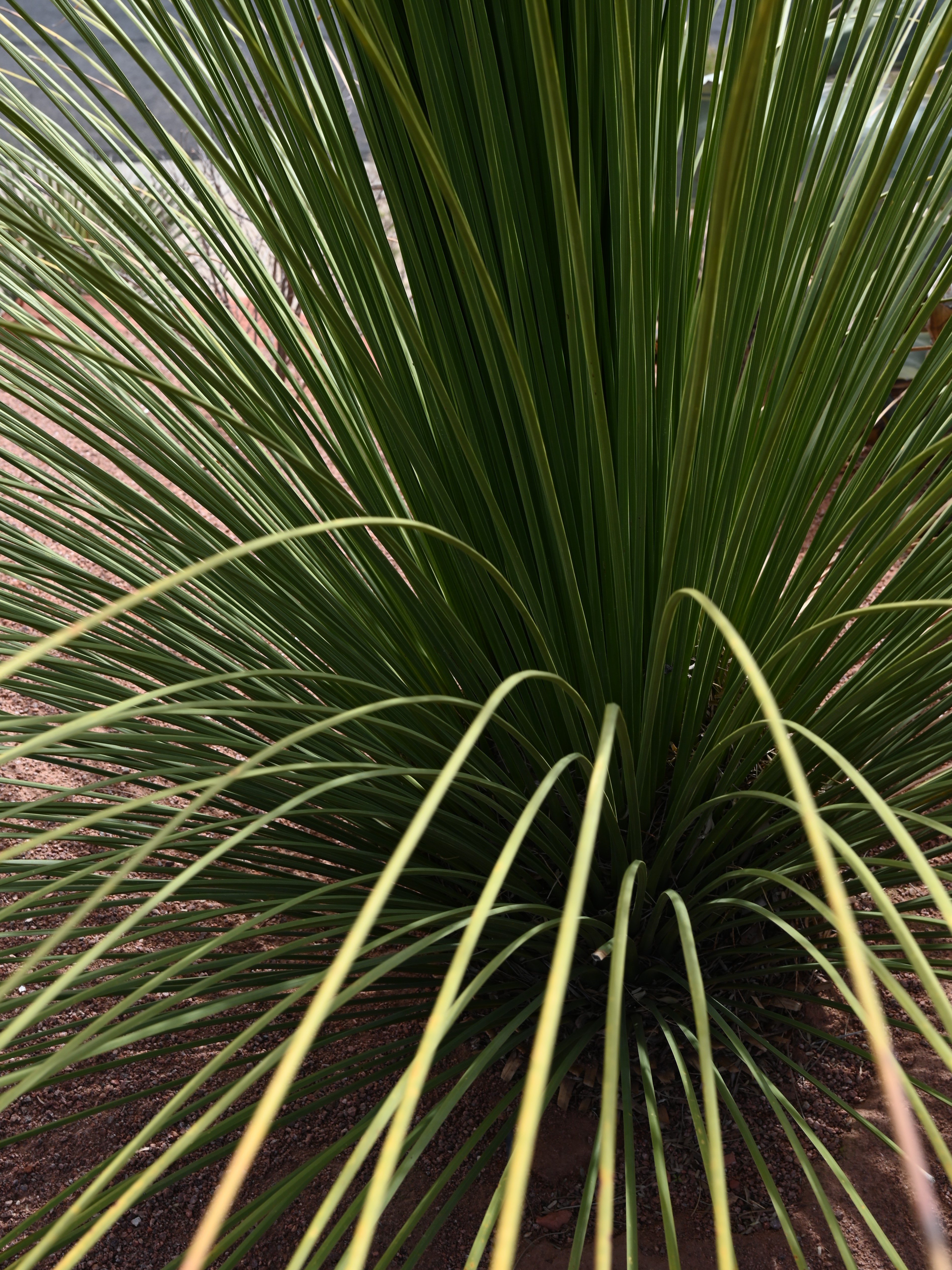 Dasylirion quadrangulatum