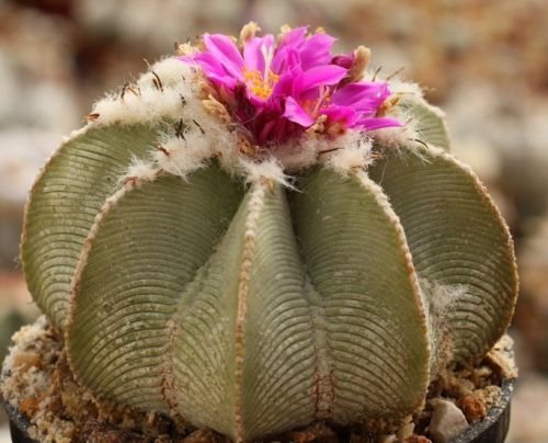 Atztekium hintonii