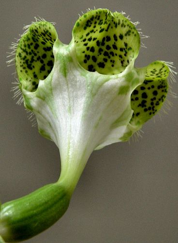 Ceropegia sandersonii