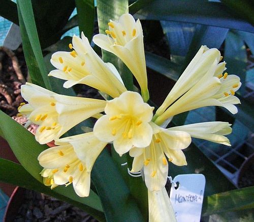 Clivia miniata Moondrops 2 Interspecific