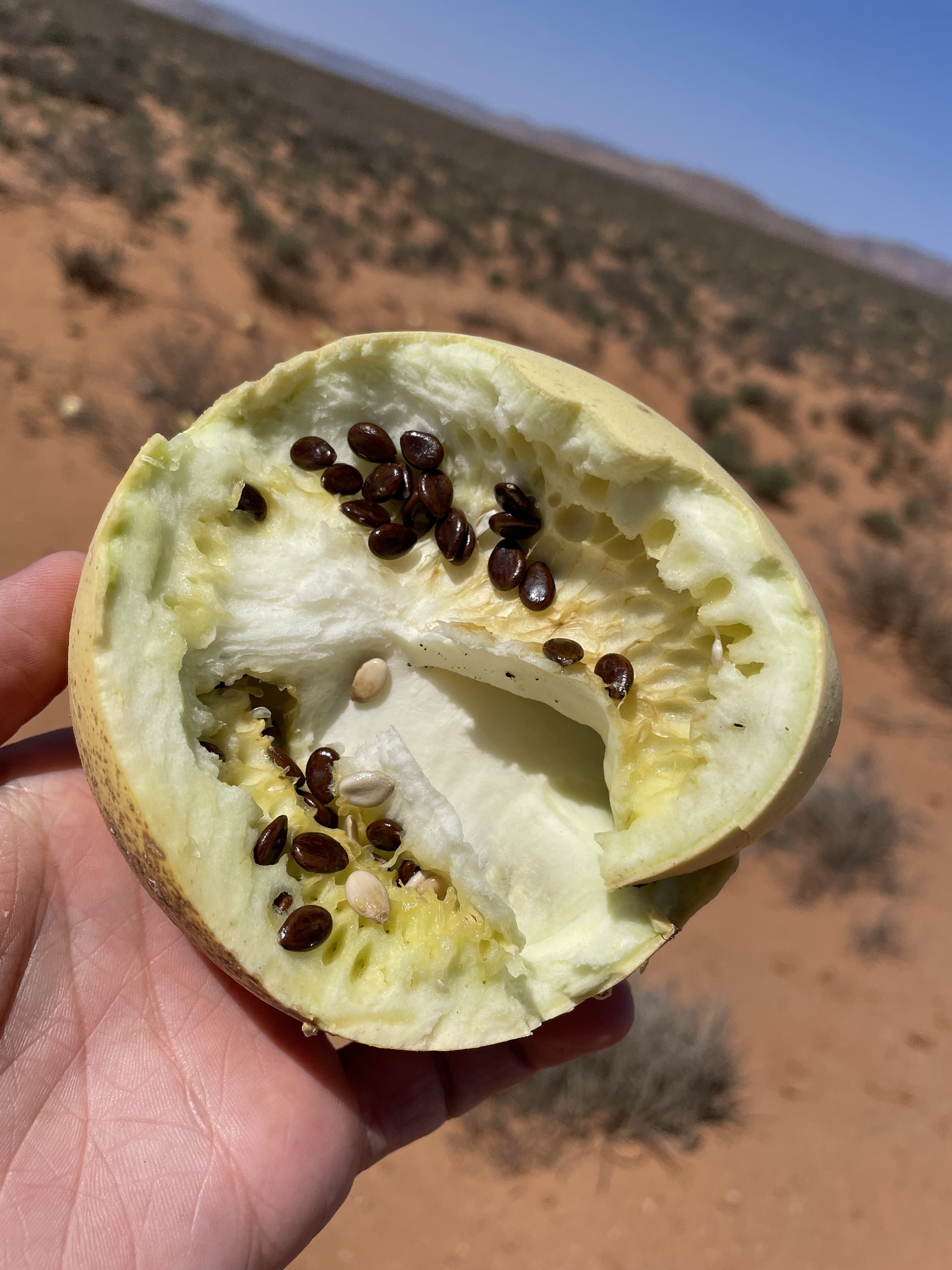Citrullus ecirrhosus