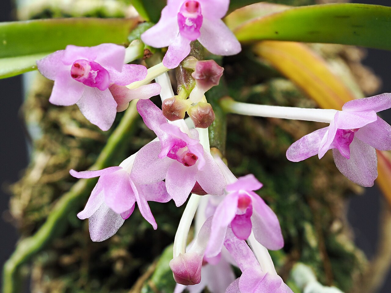 Ascocentrum pusillum