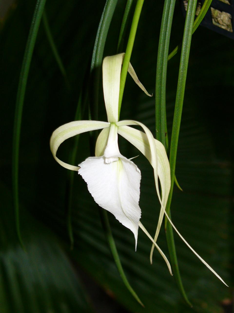 Brassavola cucullata
