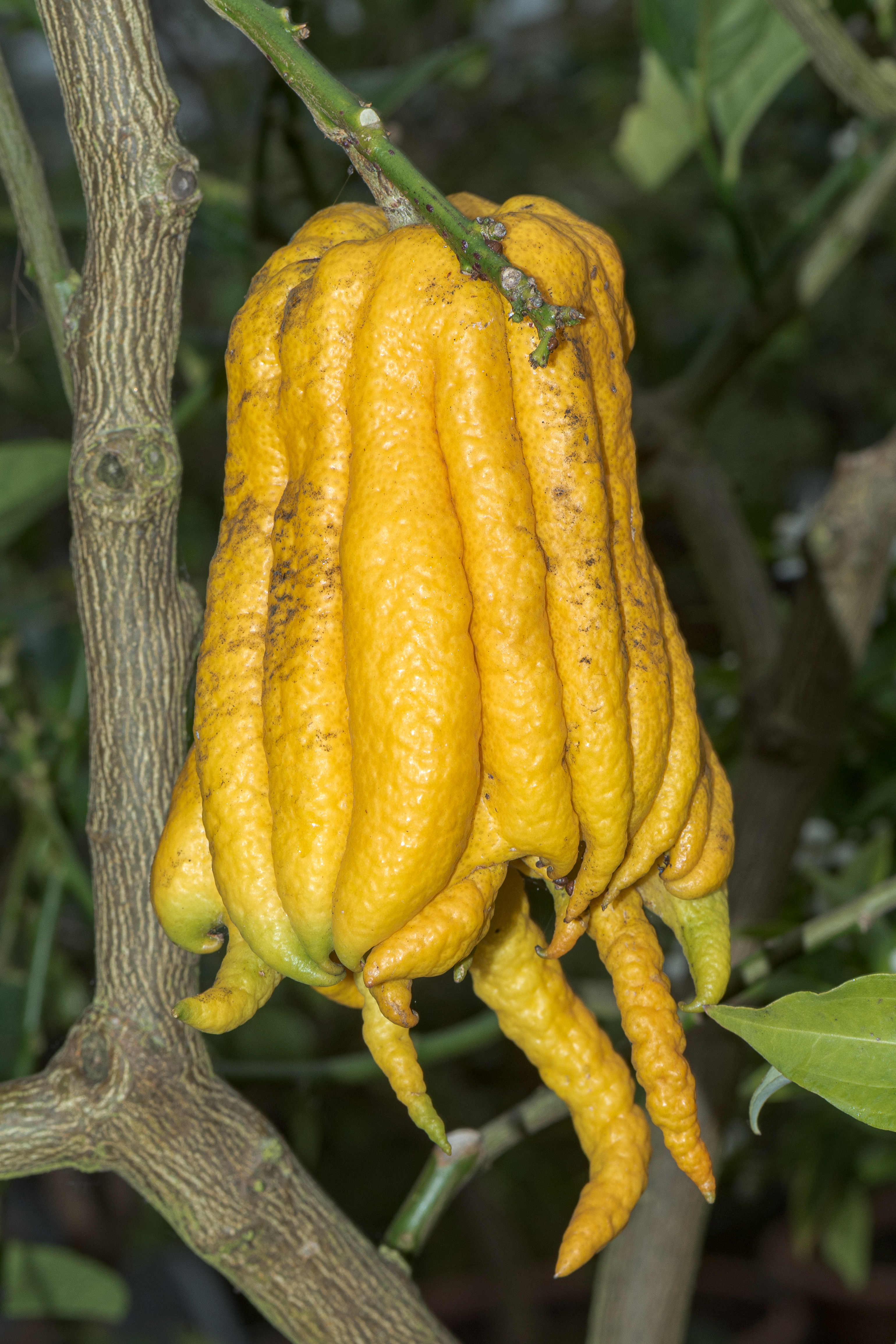 Citrus medica
