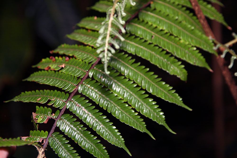 Cyathea erinacea