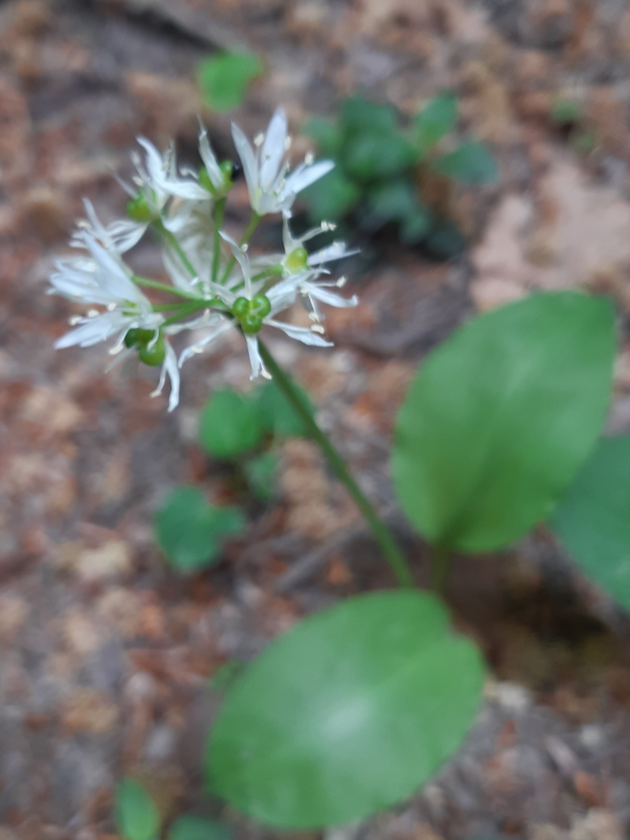 Allium ursinum