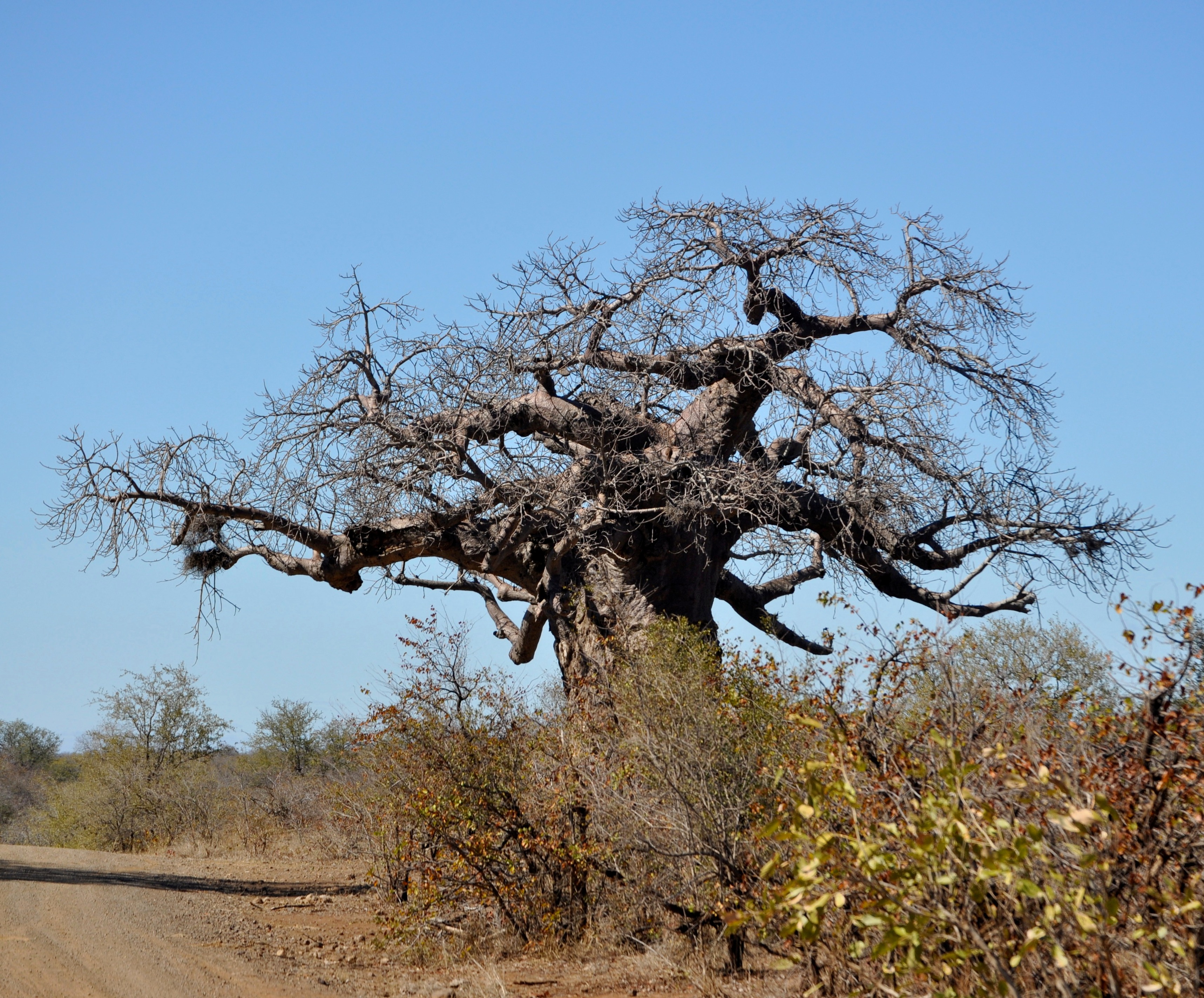 Adansonia digitata