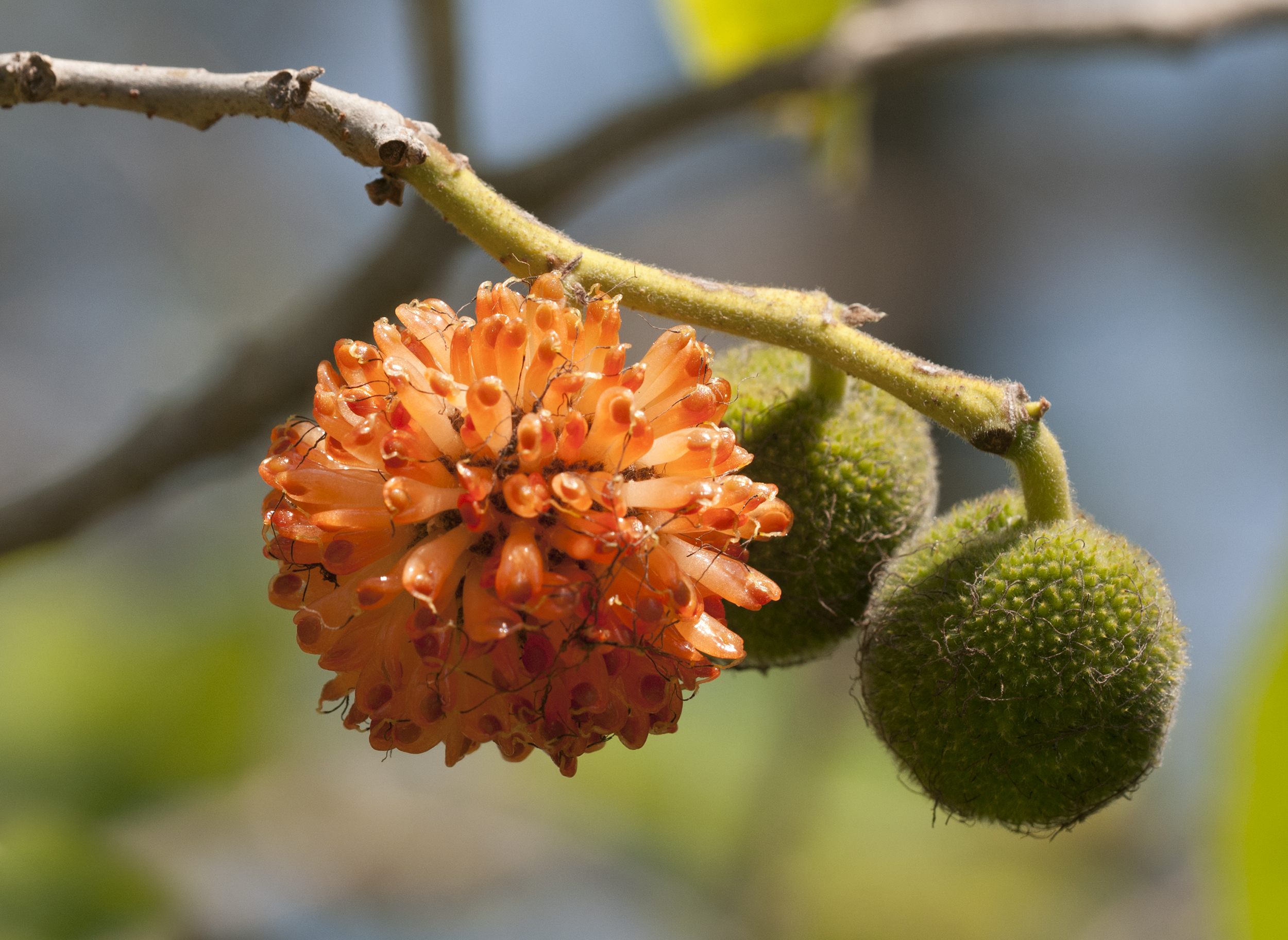 Broussonetia papyrifera