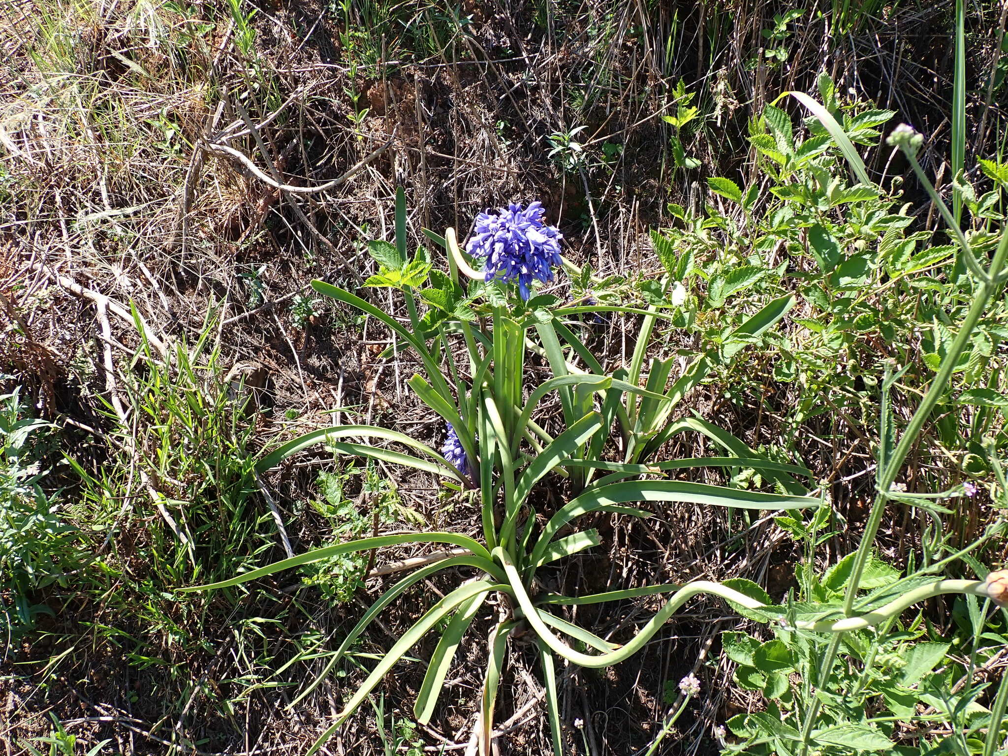Agapanthus caulescens