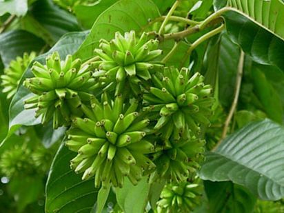 Camptotheca acuminata