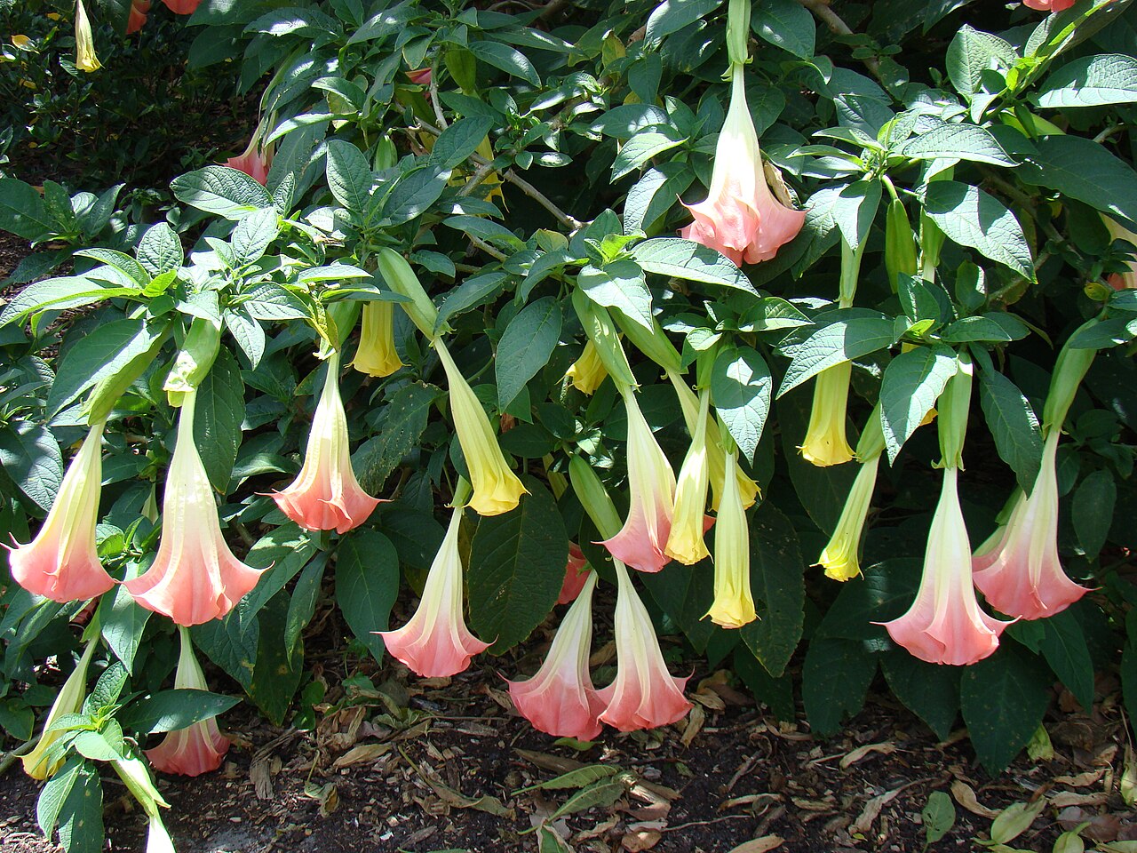 Brugmansia suaveolens