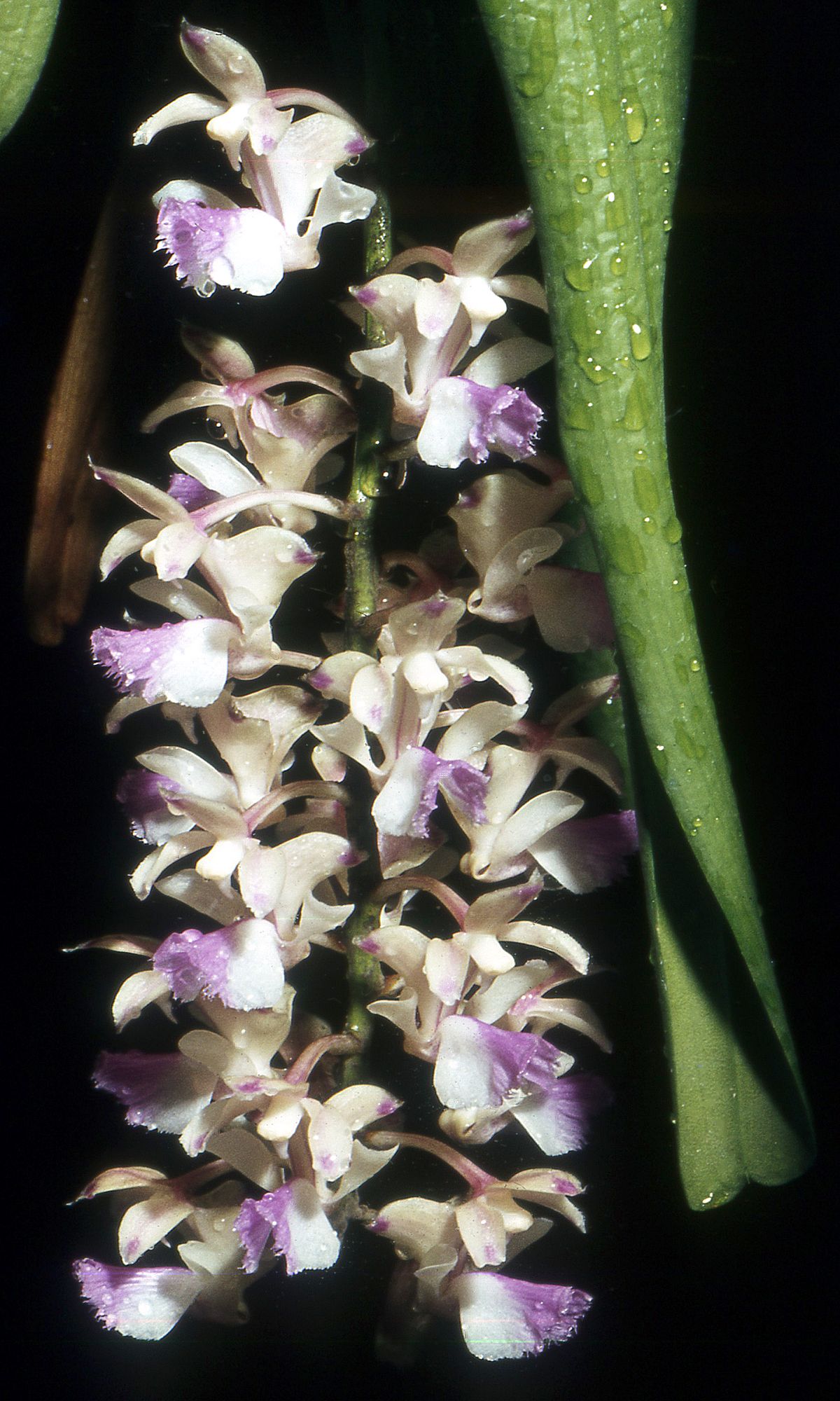 Aerides falcata