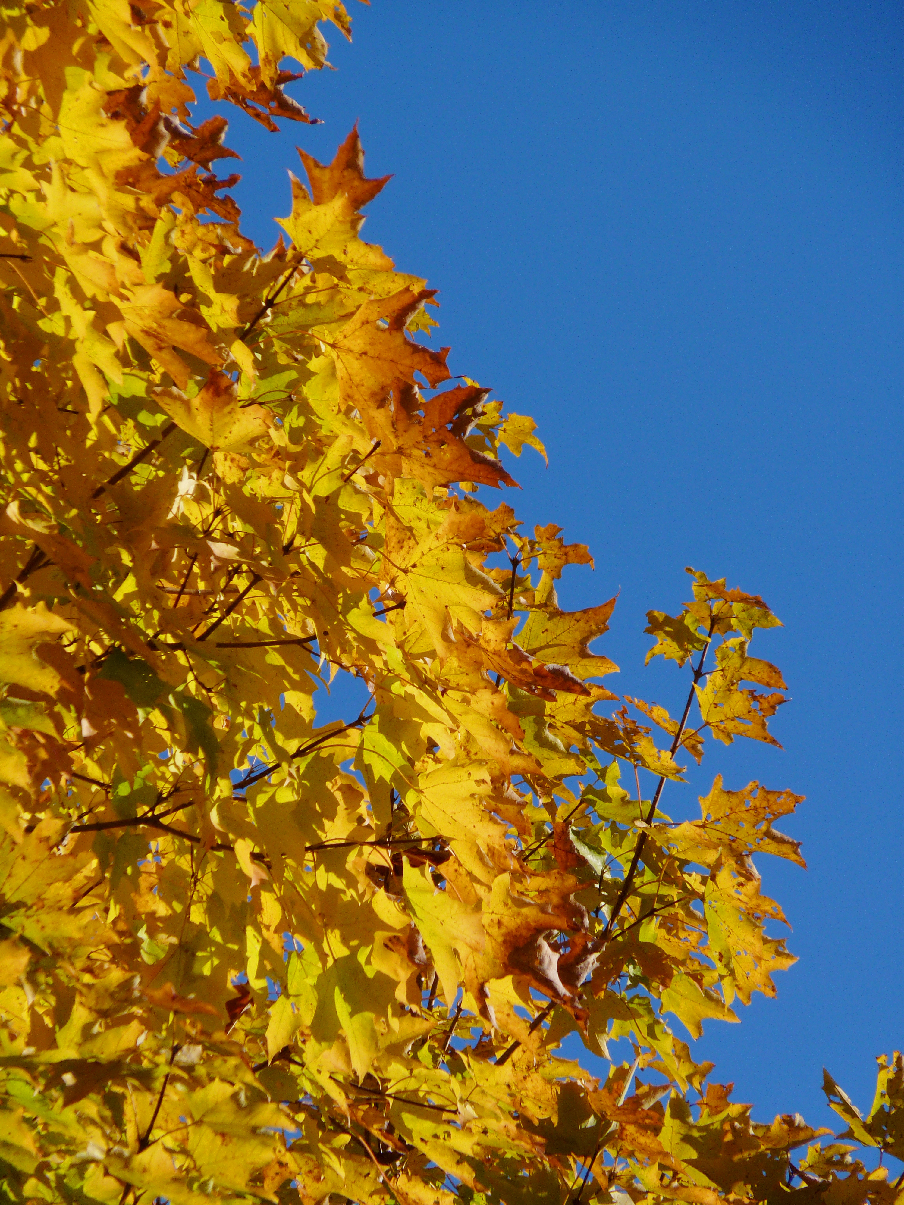 Acer saccharum