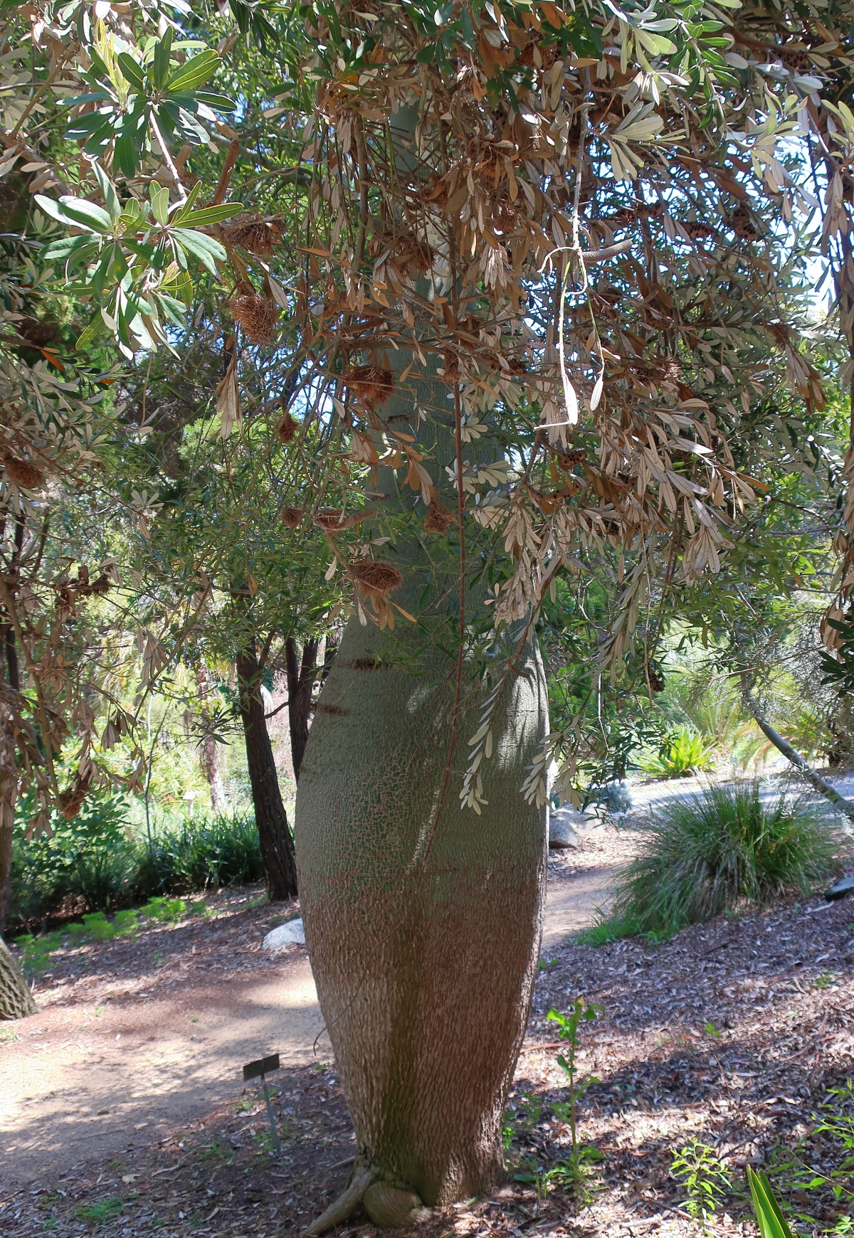Brachychiton rupestris