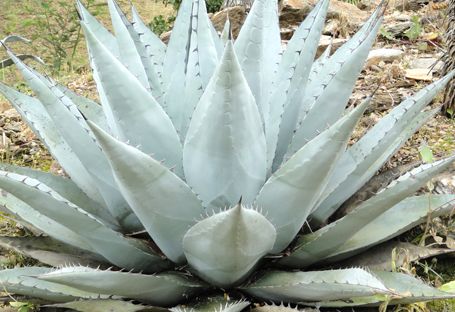 Agave havardiana