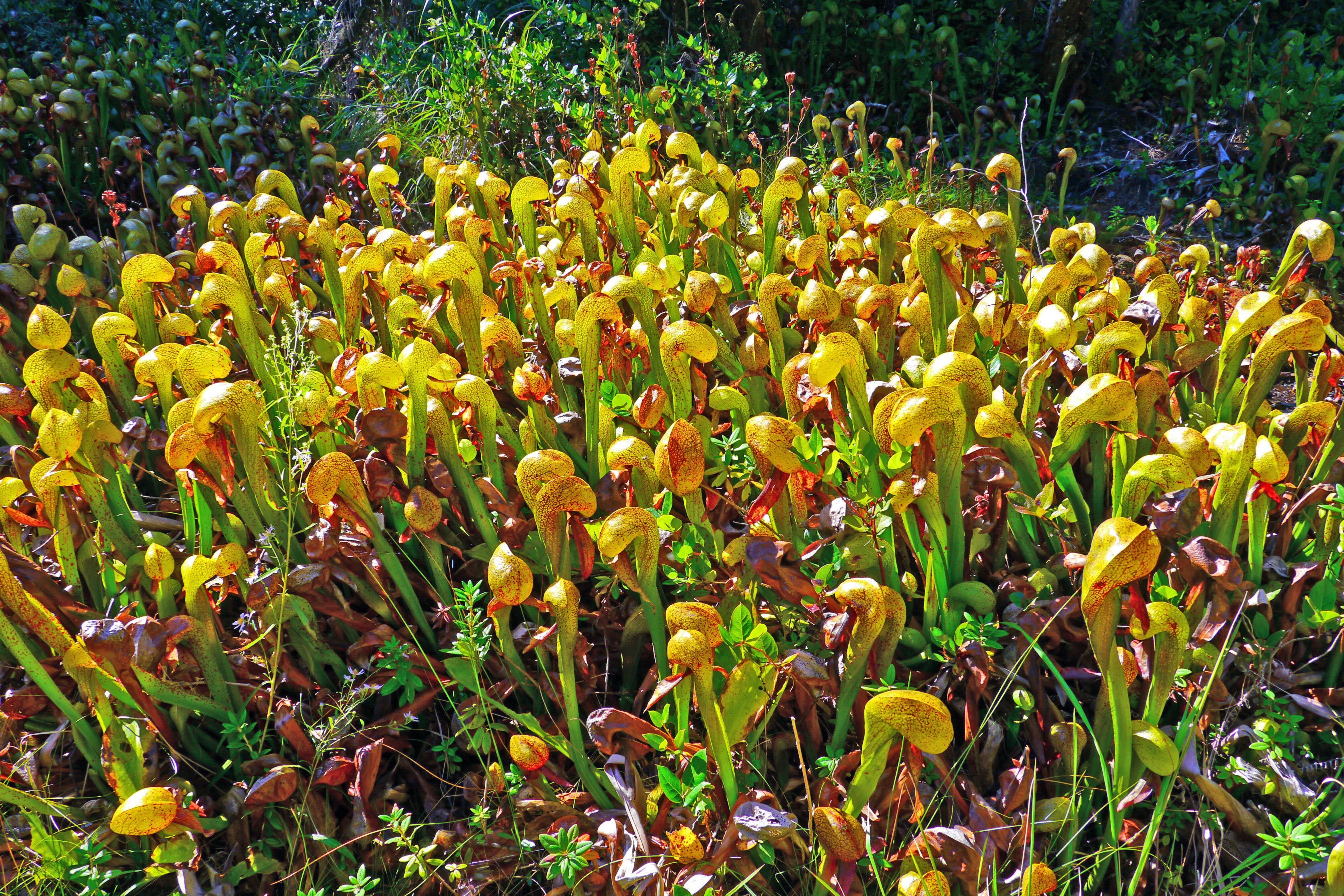 Darlingtonia californica green pitchers