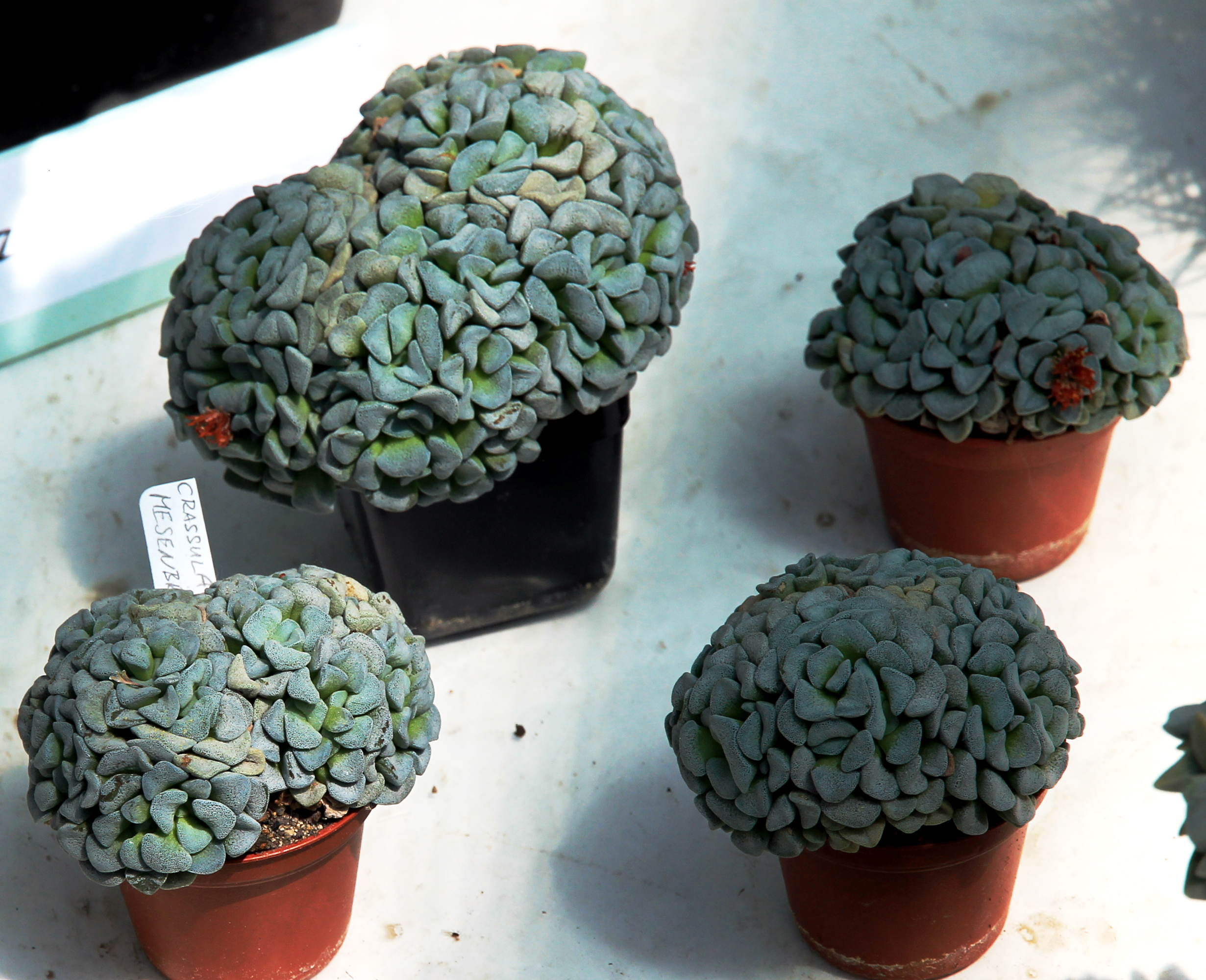 Crassula mesembryanthoides
